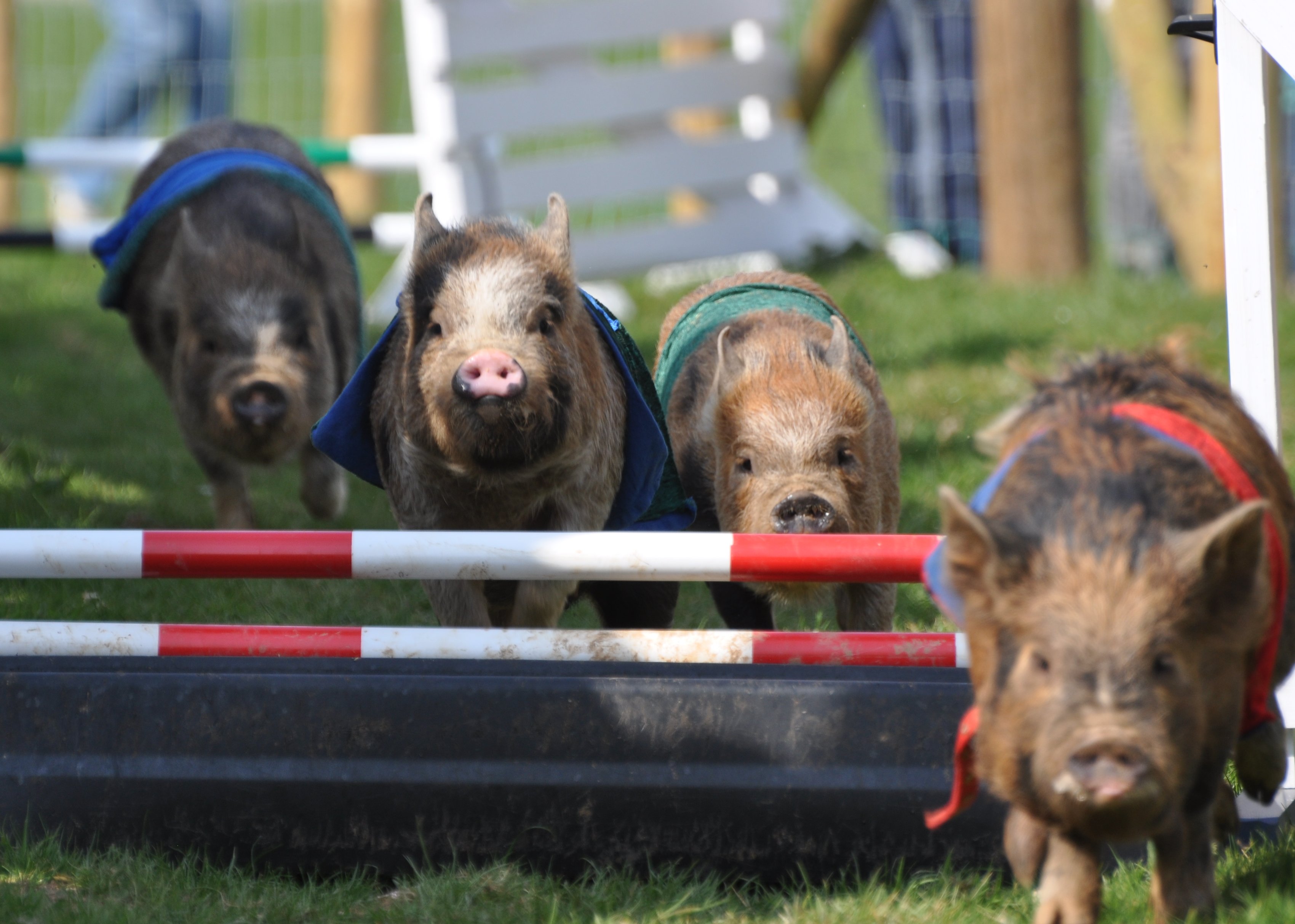 Pig racing