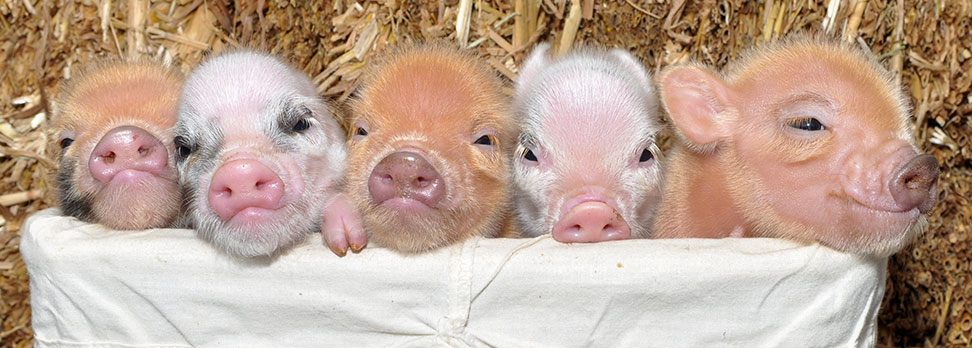 Piglets in a basket